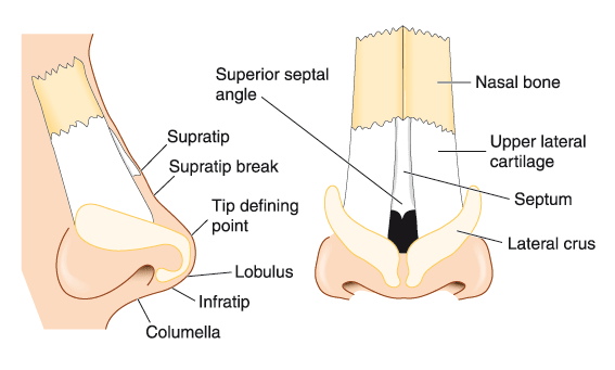 Anatomie du nez : les cartilages et l'os.